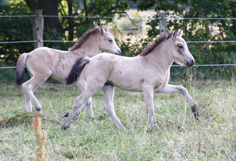 Diva und Bjarndis 1.jpg